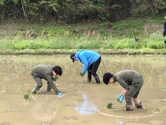 「田植え体験」を行いました