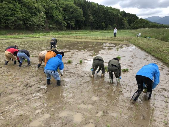 「田植え体験」を行いました